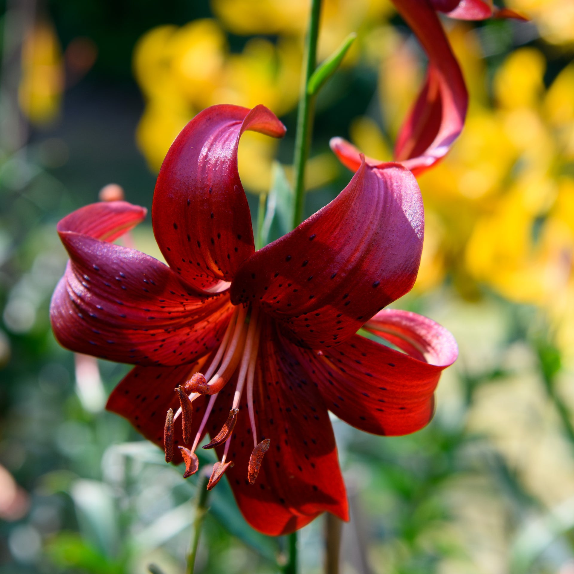 tiger lily plant Lilium tigrinum 'Red' (Tiger lily)