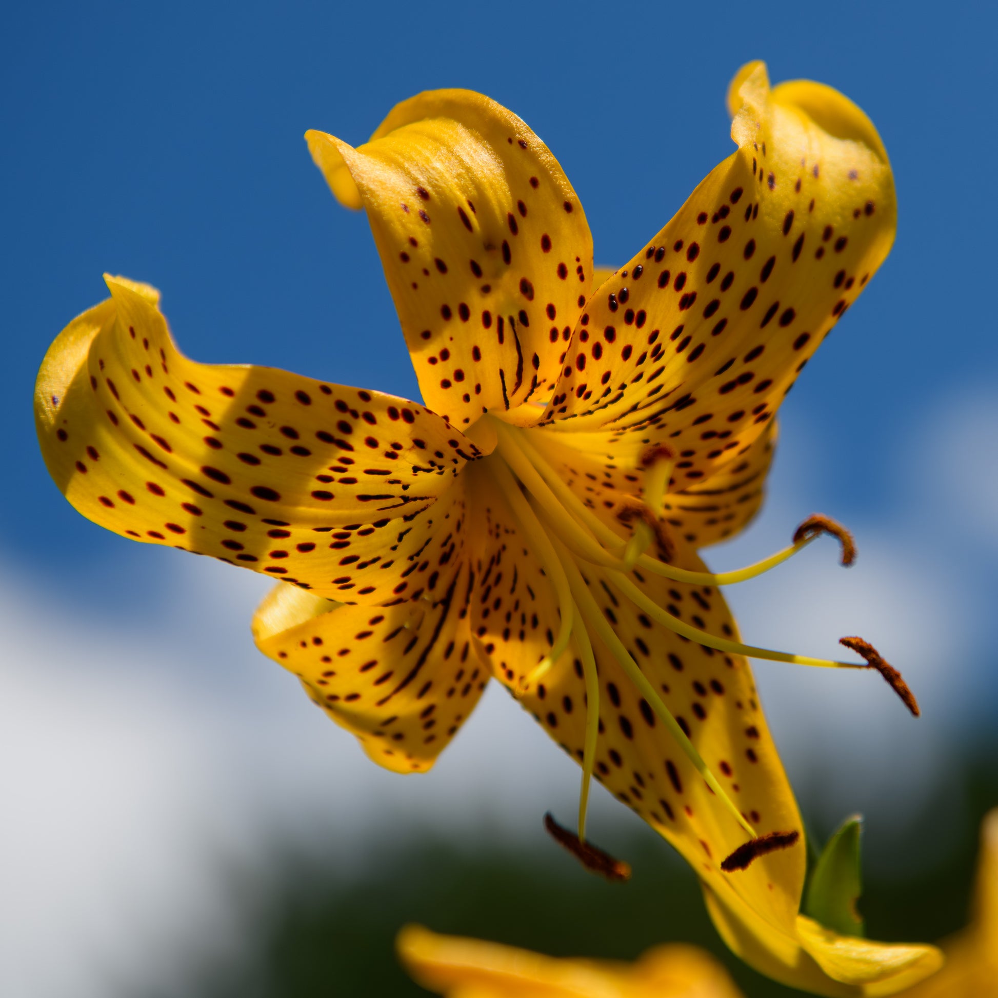 different colors of tiger lilies Lilium tigrinum 'Yellow Tiger' – Fieldstone Gardens Inc