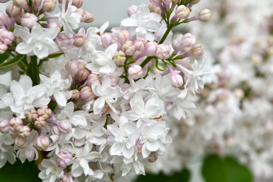 Syringa vulgaris 'Beauty of Moscow' - Lilac