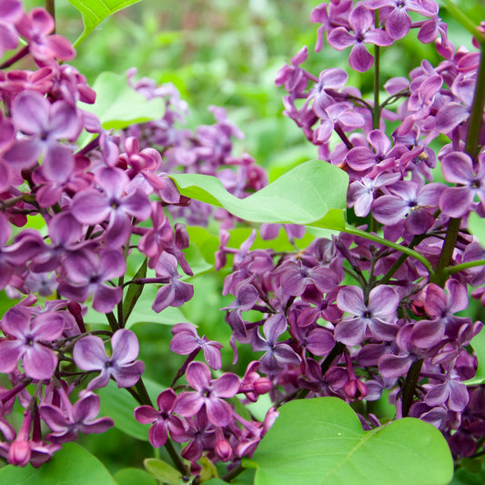 Syringa hyacinthiflora 'Declaration' - Lilac