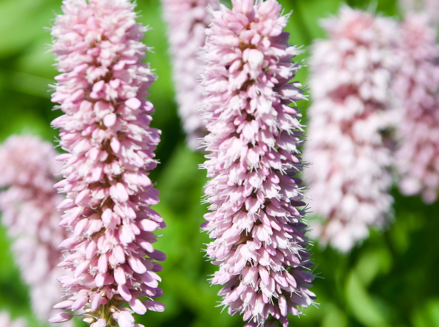 Persicaria bistorta 'Suberba'