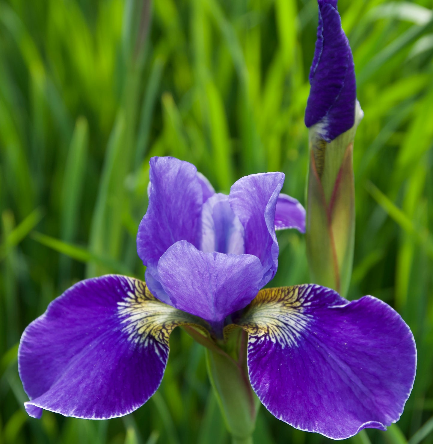 Iris sibirica  'Silver Edge'
