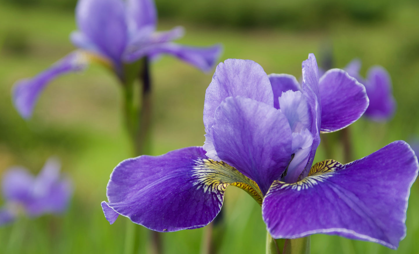 Iris sibirica  'Silver Edge'