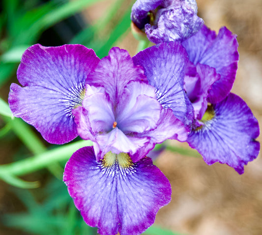 Iris sibirica 'My Girl Emily'