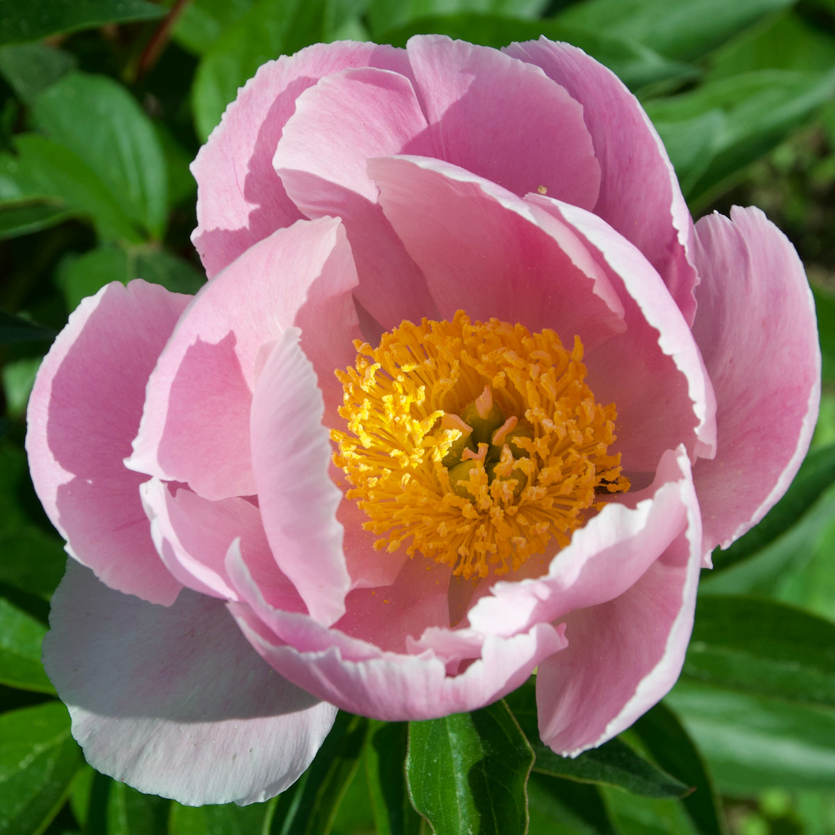 Paeonia lactiflora 'Soft Salmon Joy' (Peony)