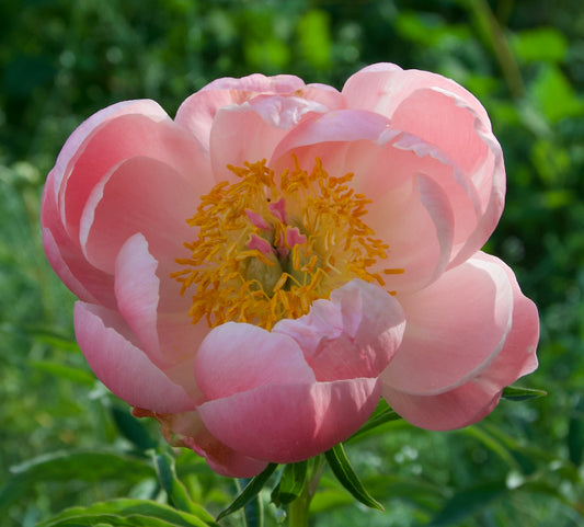 Paeonia (Herbaceous Hybrid) 'Abalone Pearl'