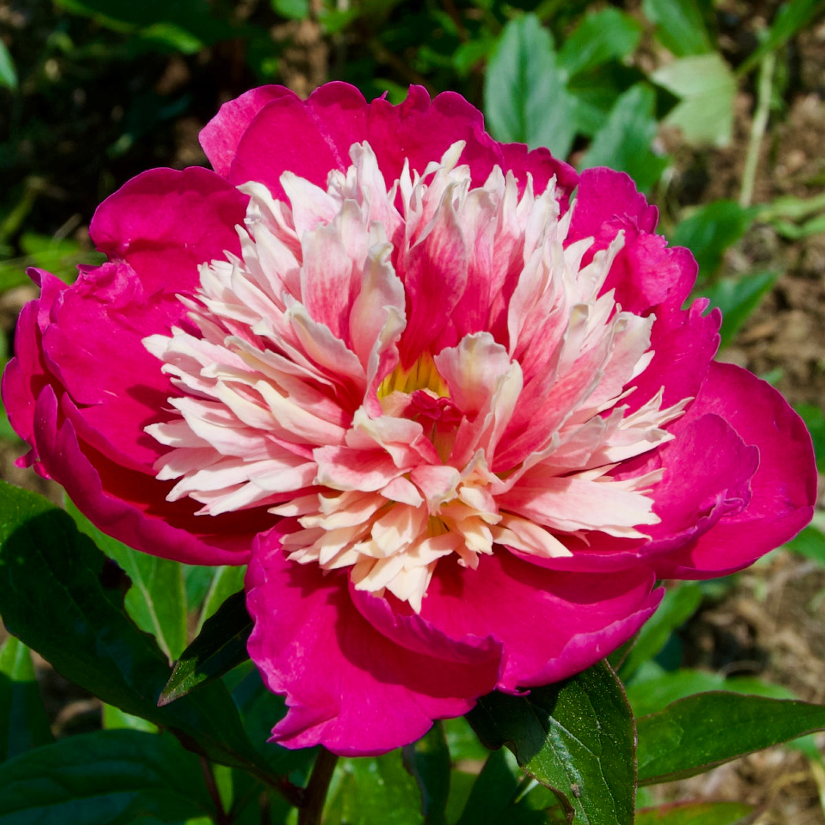 Paeonia lactiflora 'Daydream' (Peony)