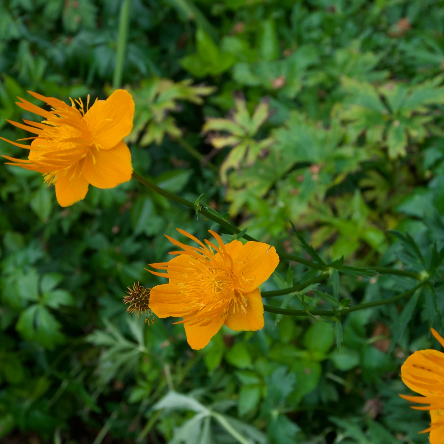 Trollius chinensis 'Golden Queen'