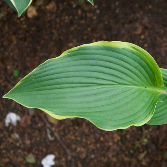 Hosta 'Abba Dabba Do'