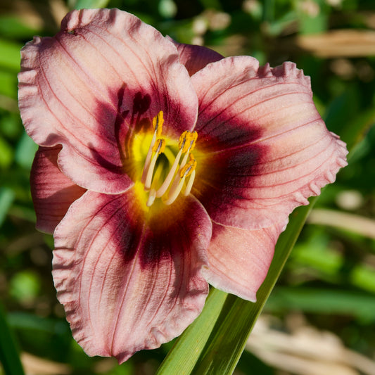 Hemerocallis 'Siloam Tee Tiny'