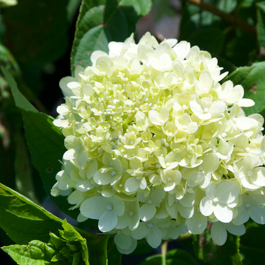 Hydrangea paniculata 'Little Lime' - (Shrub)