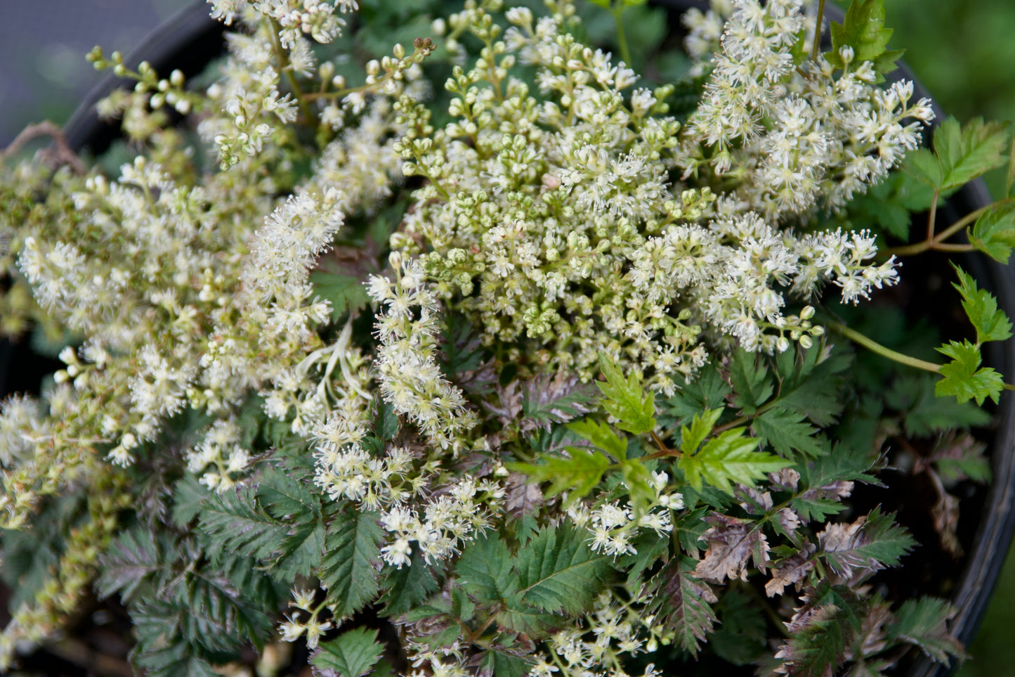 Aruncus x 'Misty Lace' (Goat's Beard)