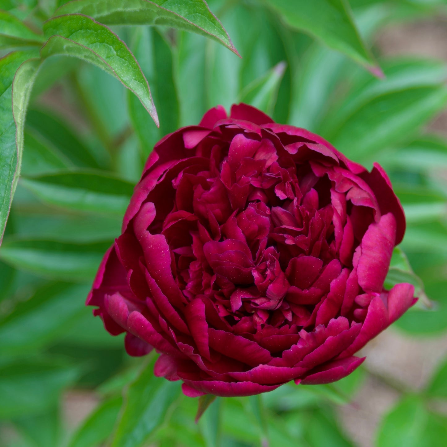 Paeonia (Herbaceous Hybrid) 'Armani'