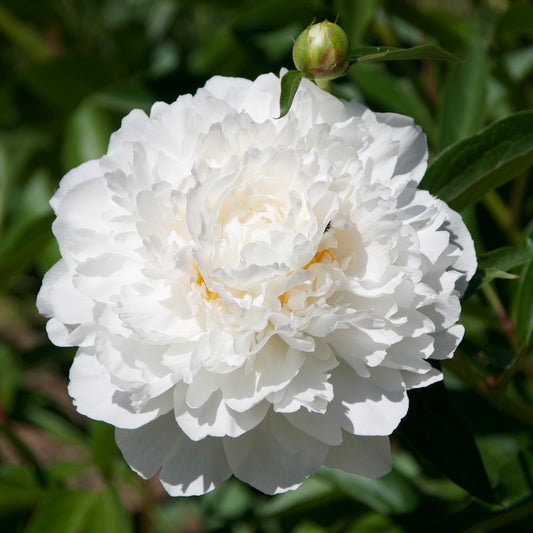 Paeonia lactiflora 'White Eagle'