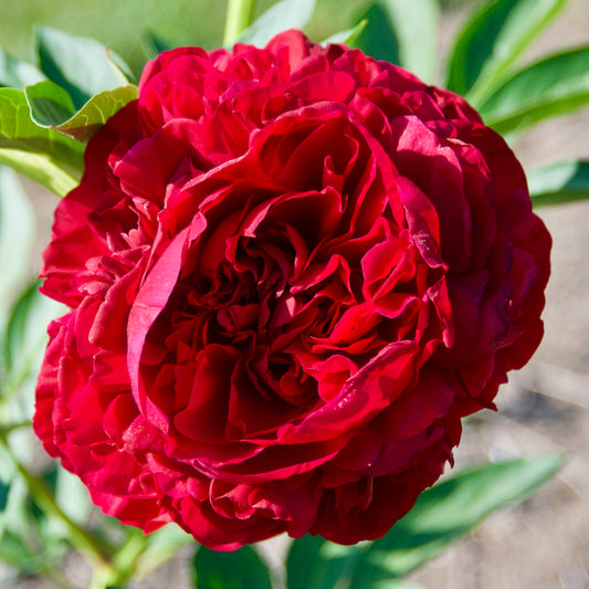 Paeonia (Herbaceous Hybrid) 'Carol'