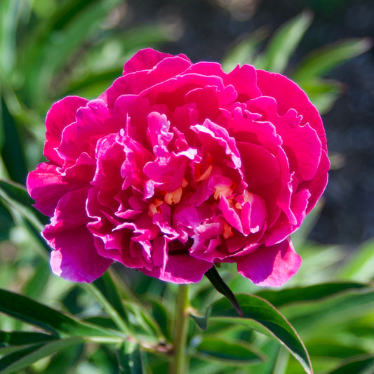 Paeonia lactiflora 'Torch Song'