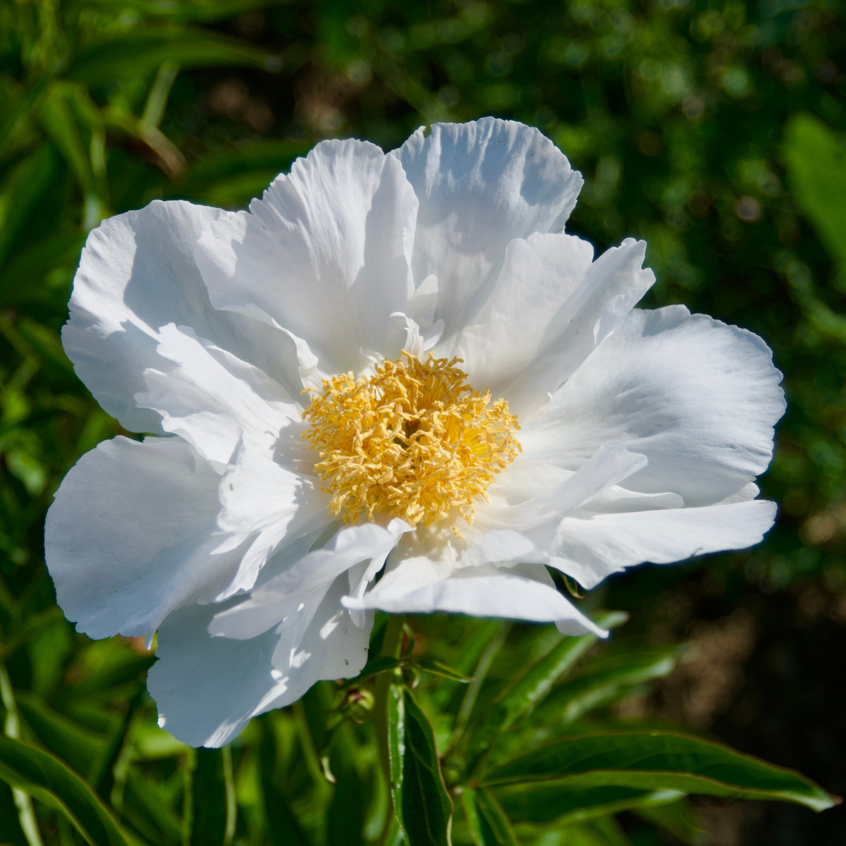Paeonia lactiflora 'Krinkled White' (Peony)