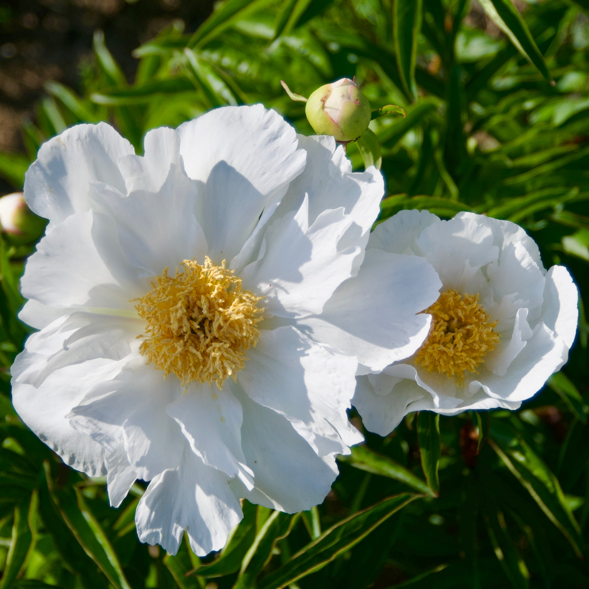Paeonia lactiflora 'Krinkled White' (Peony)
