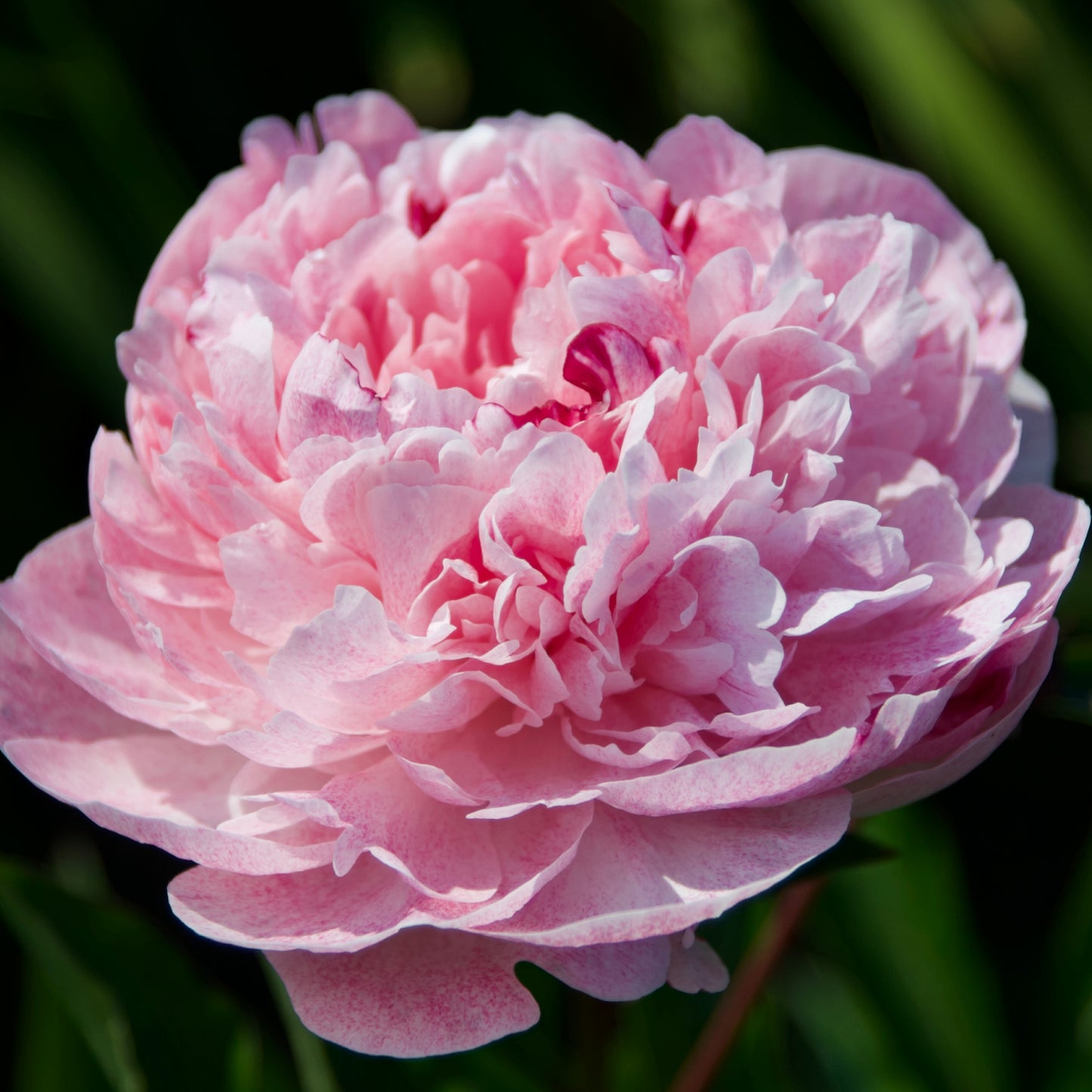 Paeonia lactiflora 'The Fawn' (Peony)