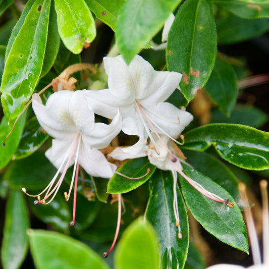 Azalea x viscosum 'Weston's Innocence' - Azalea