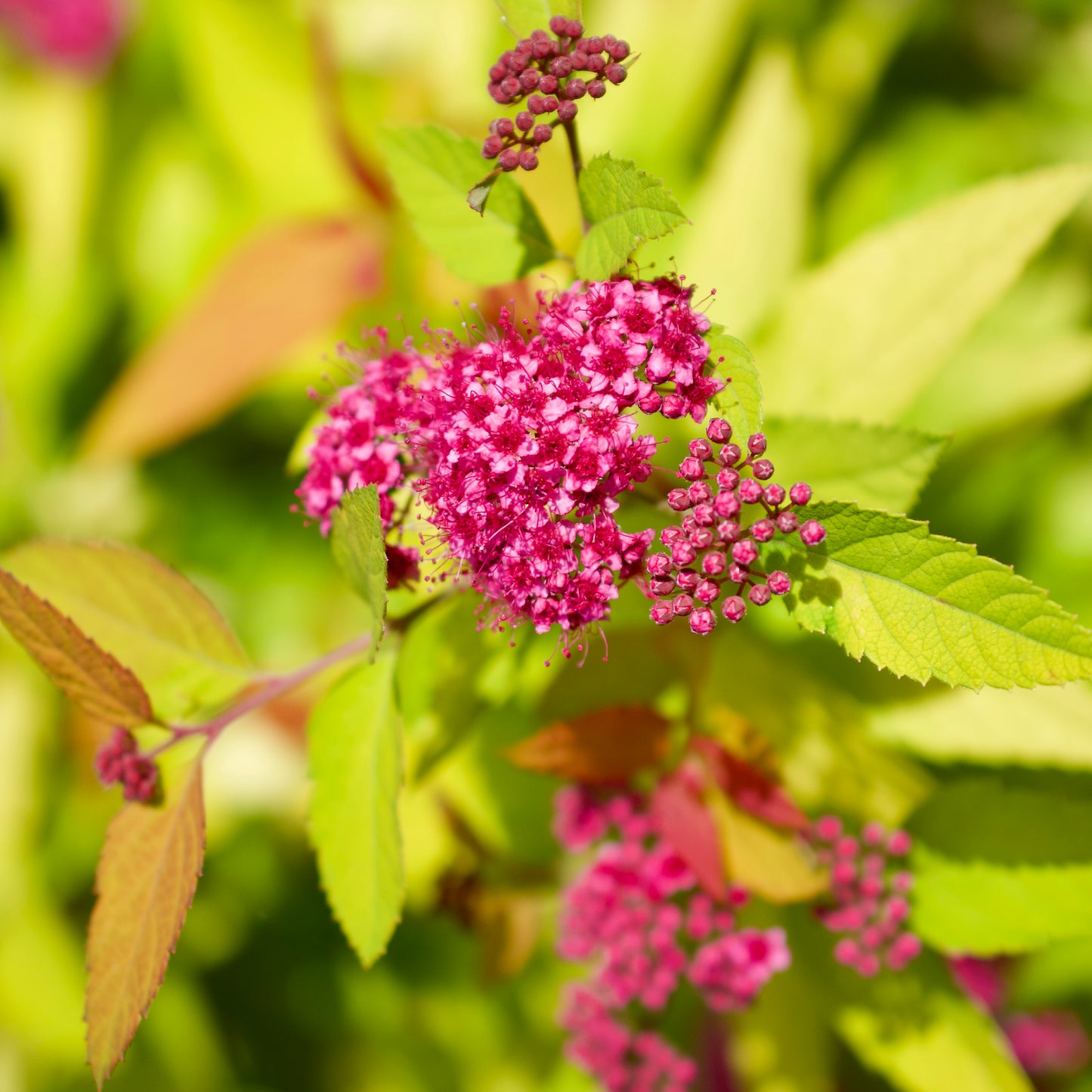 Spiraea Double Play 'Candy Corn'