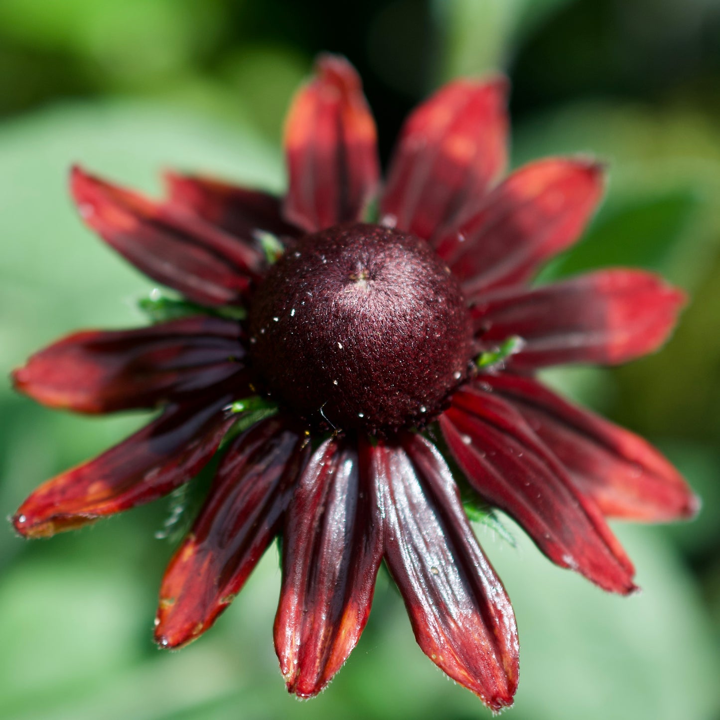 Rudbeckia hirta  'Cherry Brandy'