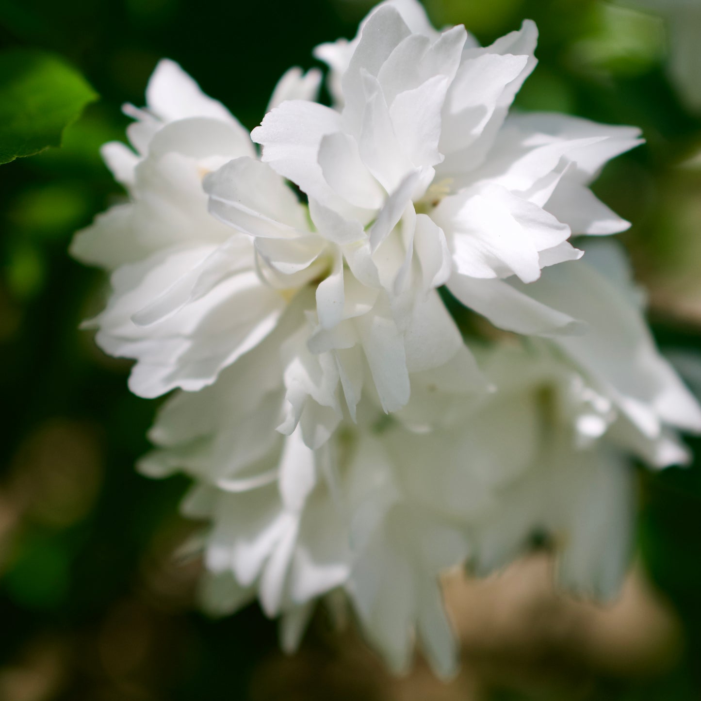 Philadelphus 'Buckley's Quill' - Mockorange