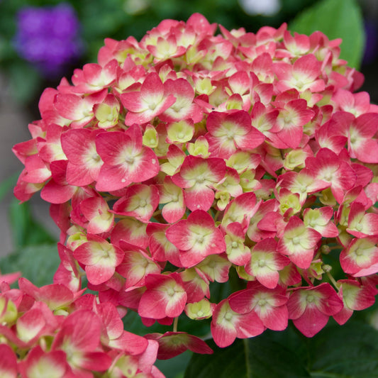 Hydrangea macrophylla Endless Summer® 'Summer Crush'