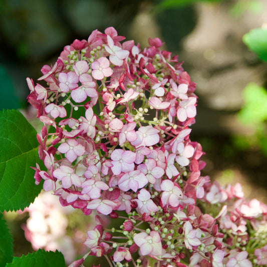 Hydrangea 'Invincible Mini Mauvette'  - (Shrub)