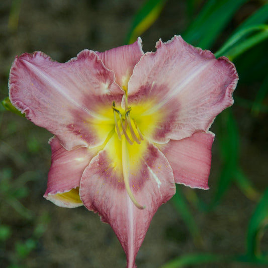 Hemerocallis 'Chicago Knobby' (Daylily)