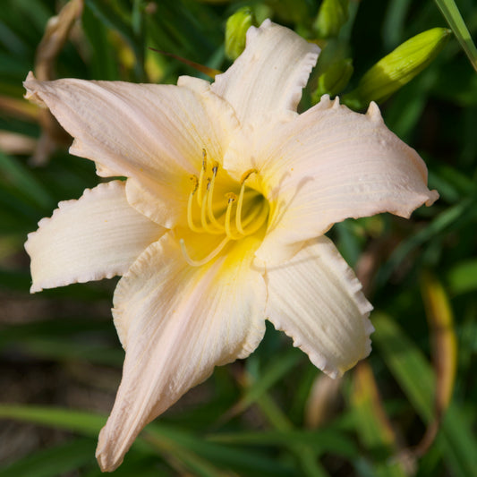 Hemerocallis 'Tender Love' (Daylily)