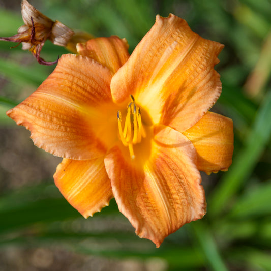 Hemerocallis 'Obo' (Daylily)