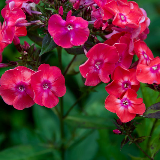 Phlox paniculata 'Glamour Girl'