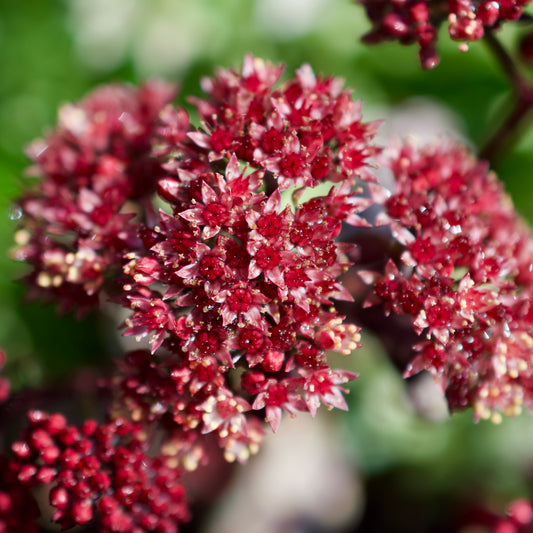 Sedum telephium  'Touchdown Teak'