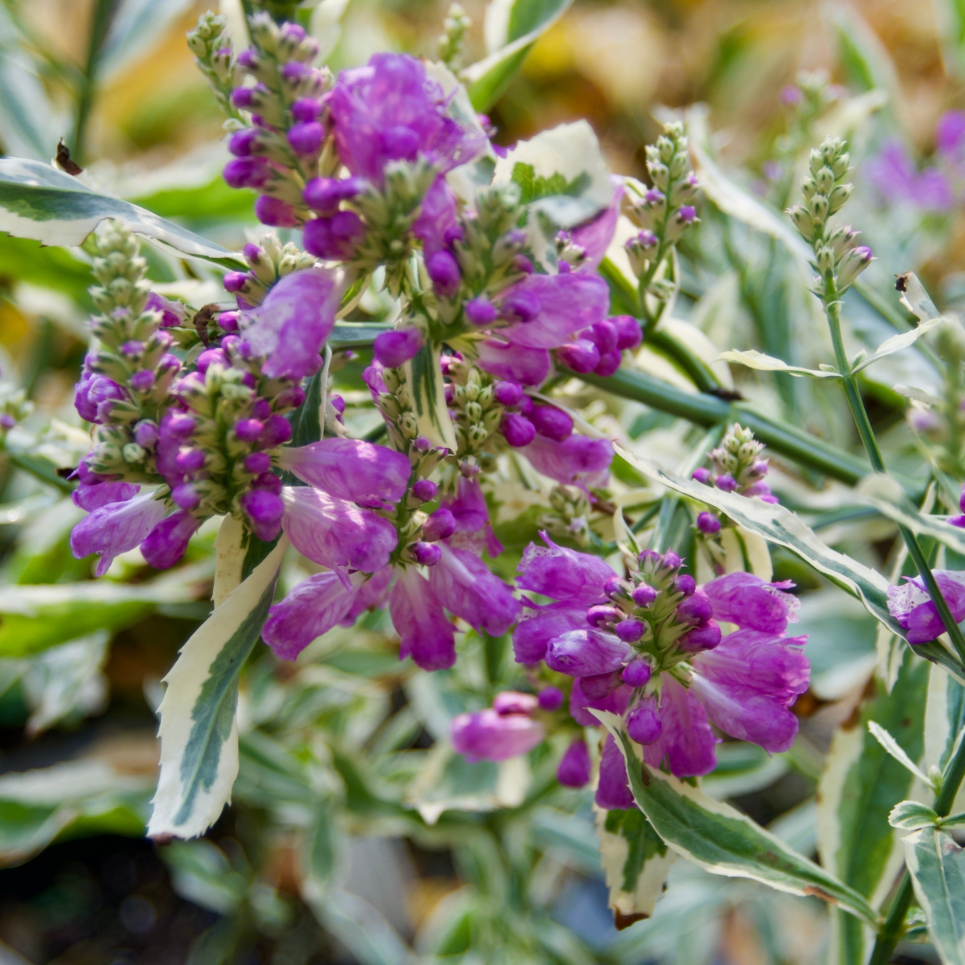 lavender obedient plant Physostegia virginiana 'Variegata' (Obedient Plant)