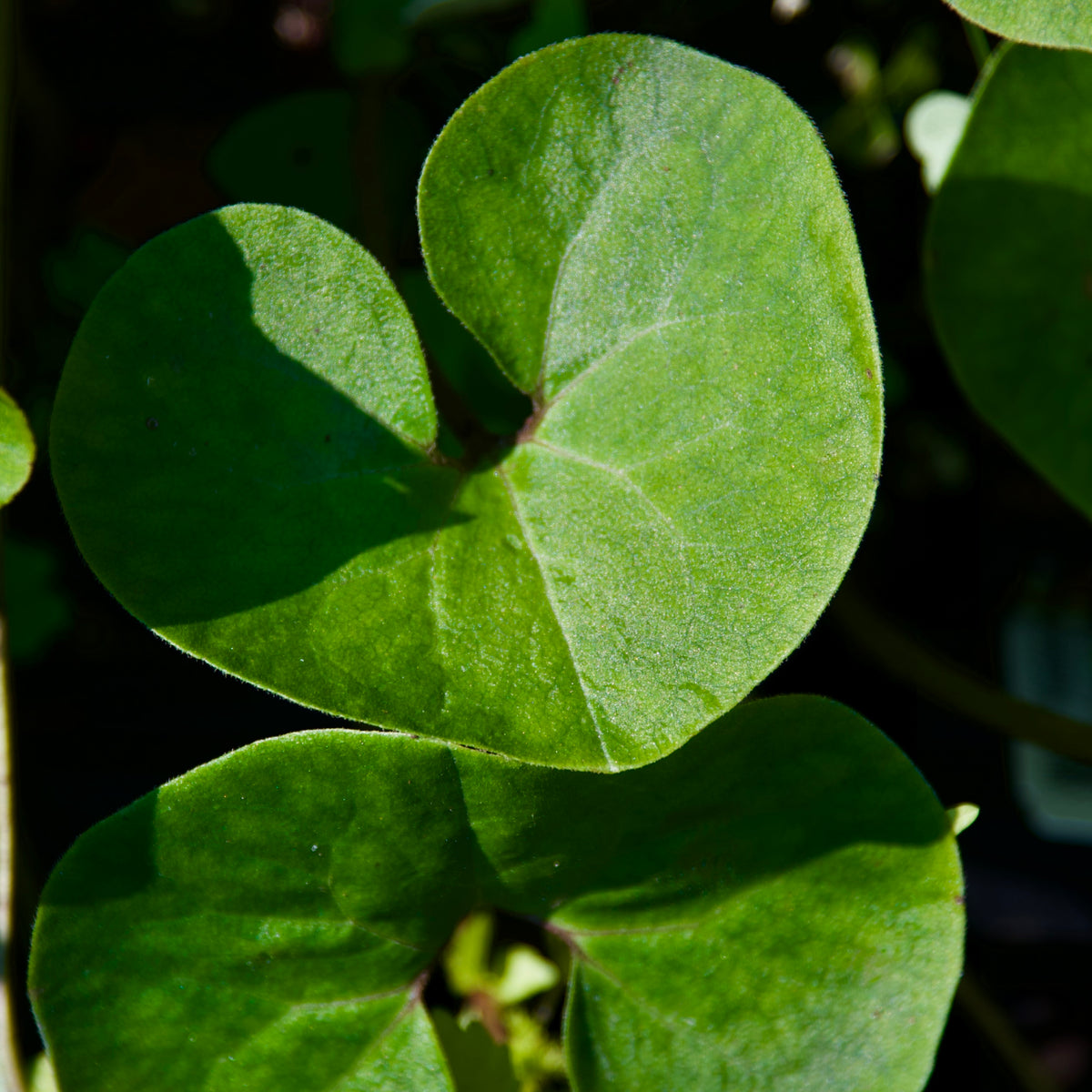 Asarum canadense (Canadian Wild Ginger)