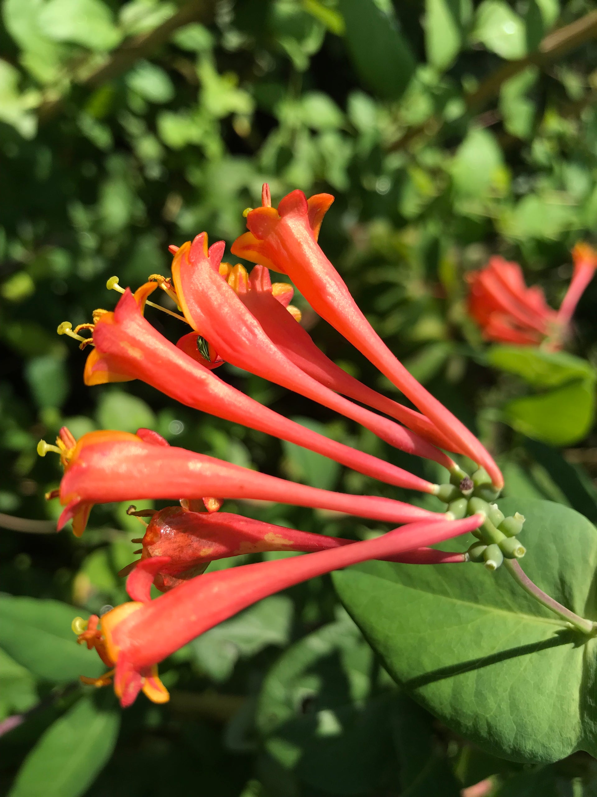 lonicera vesicaria Lonicera sempervirens 3L