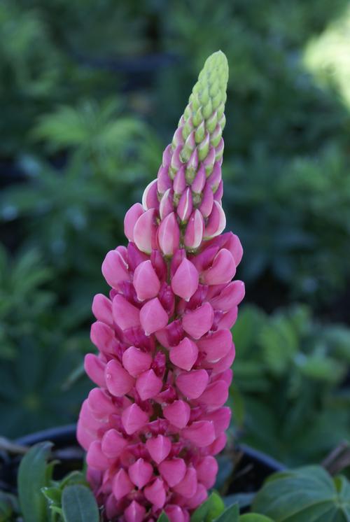 Lupinus 'Gallery Pink'