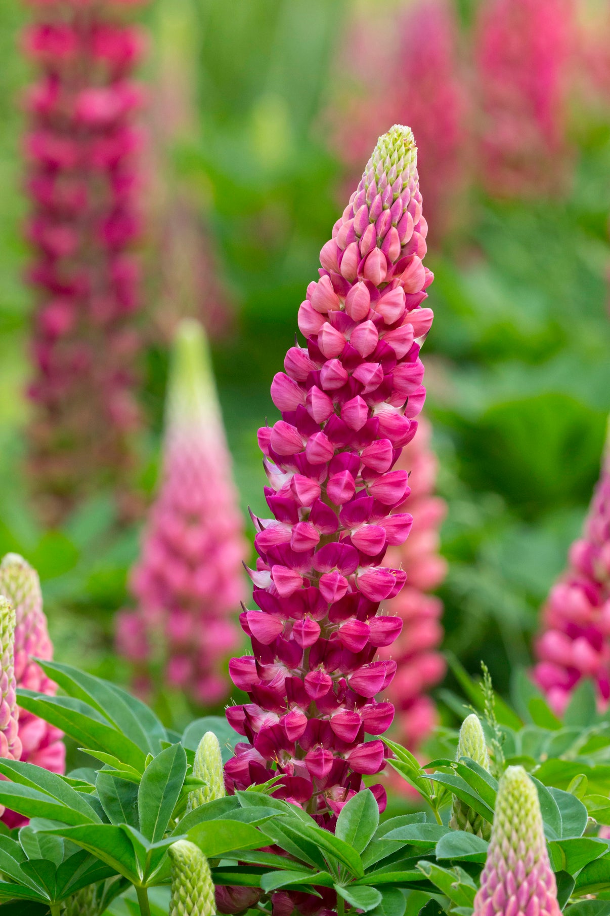 Lupinus 'gallery Red' – Fieldstone Gardens Inc