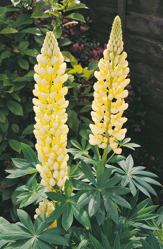 Lupinus 'Gallery Yellow'