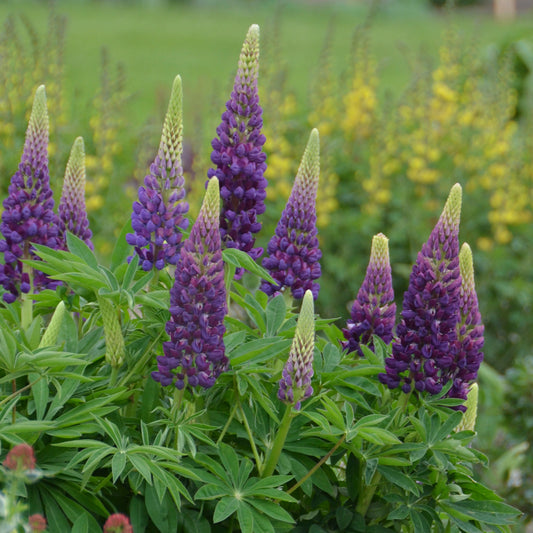 Lupinus x  'Popsicle Series - Blue'