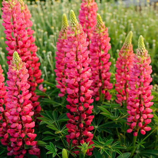 Lupinus x  'Popsicle Series - Red'