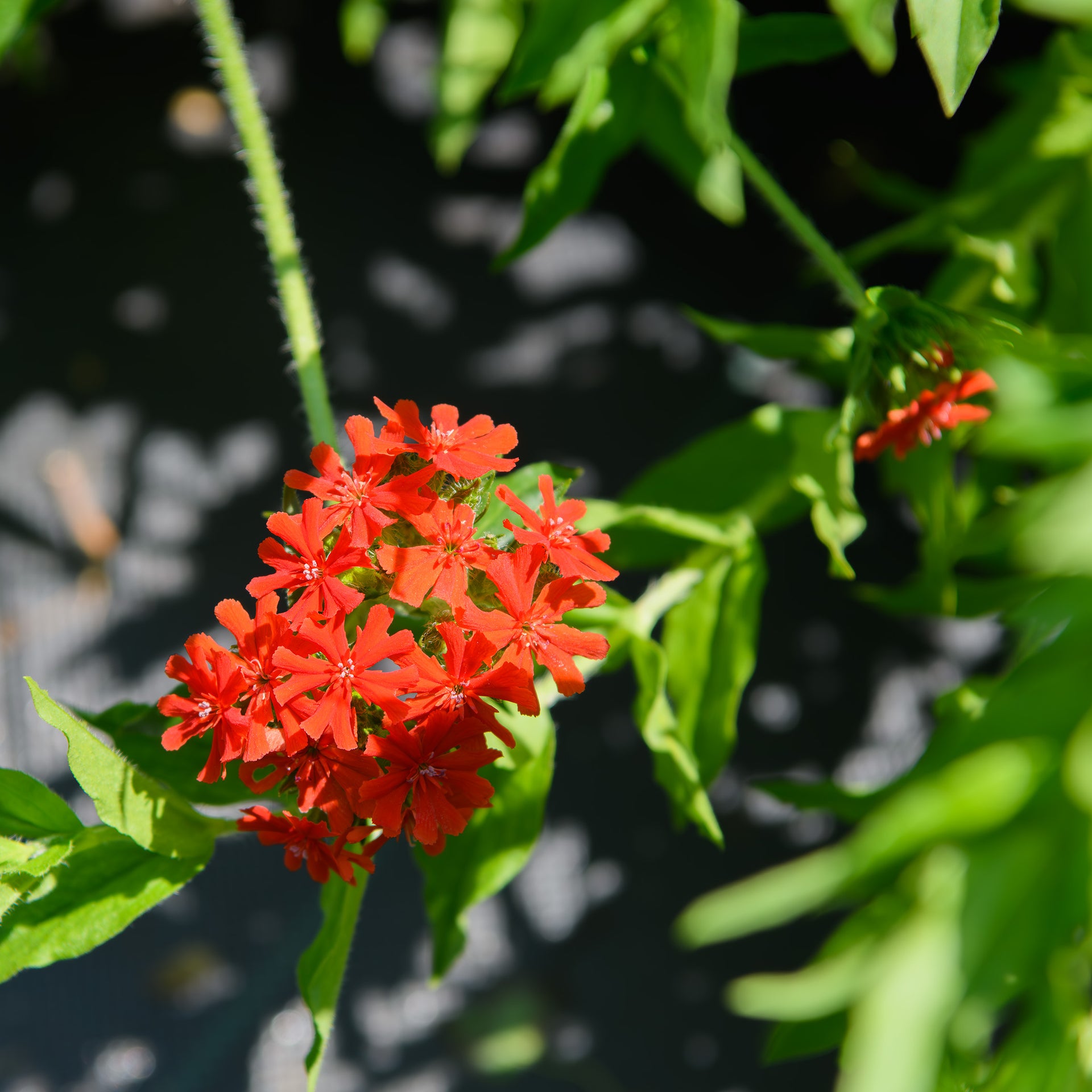 lychnis plants Lychnis chalcedonica (Maltese Cross)