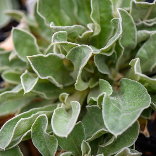 Lychnis coronaria 'Blood Red' (Rose Campion)