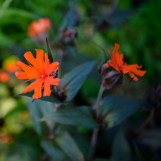 Lychnis x arkwrightii 'Orange Gnome' (Maltese Cross)