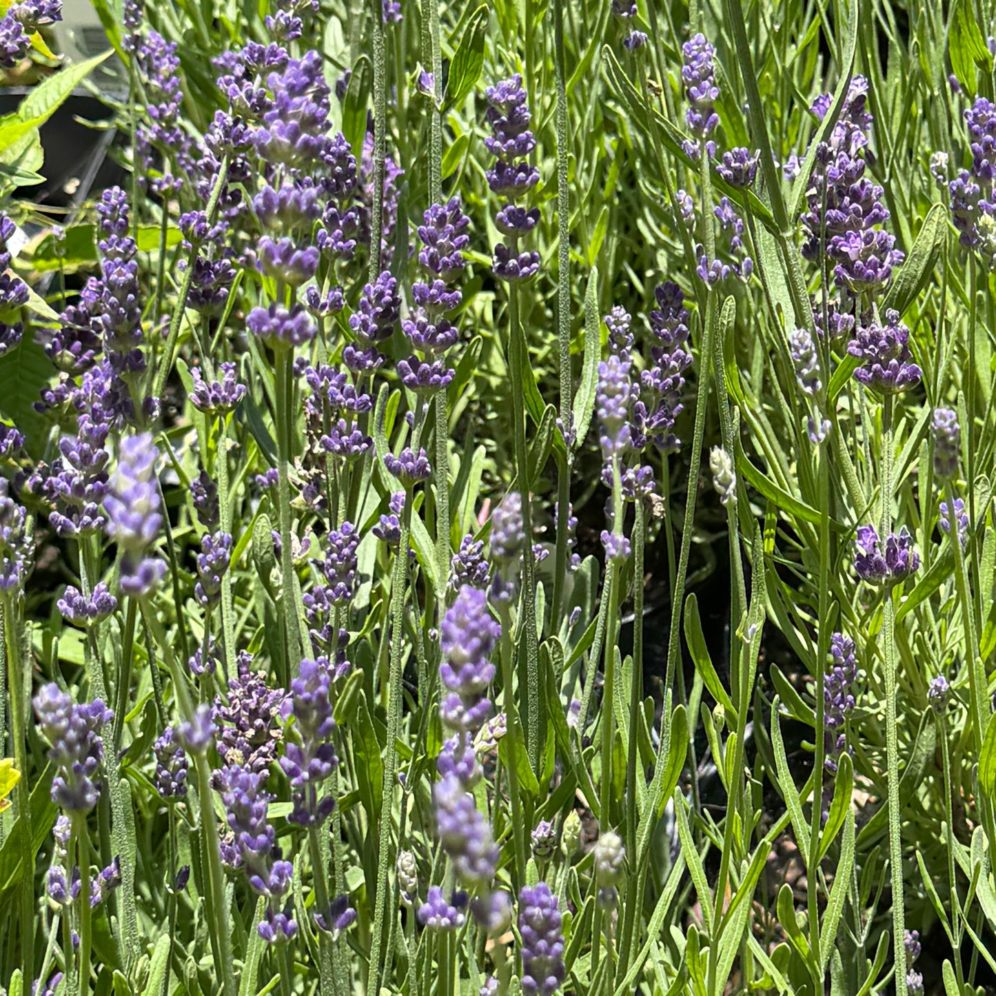 Lavender plants with dense clusters of small purple flowers on upright stems, surrounded by narrow green leaves in a garden setting.