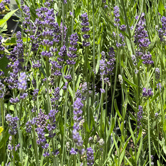 Lavender plants with dense clusters of small purple flowers on upright stems, surrounded by narrow green leaves in a garden setting.