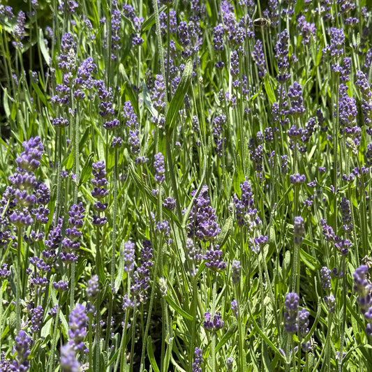 A dense patch of lavender plants with purple flower spikes and green leaves growing closely together in a sunlit outdoor setting.