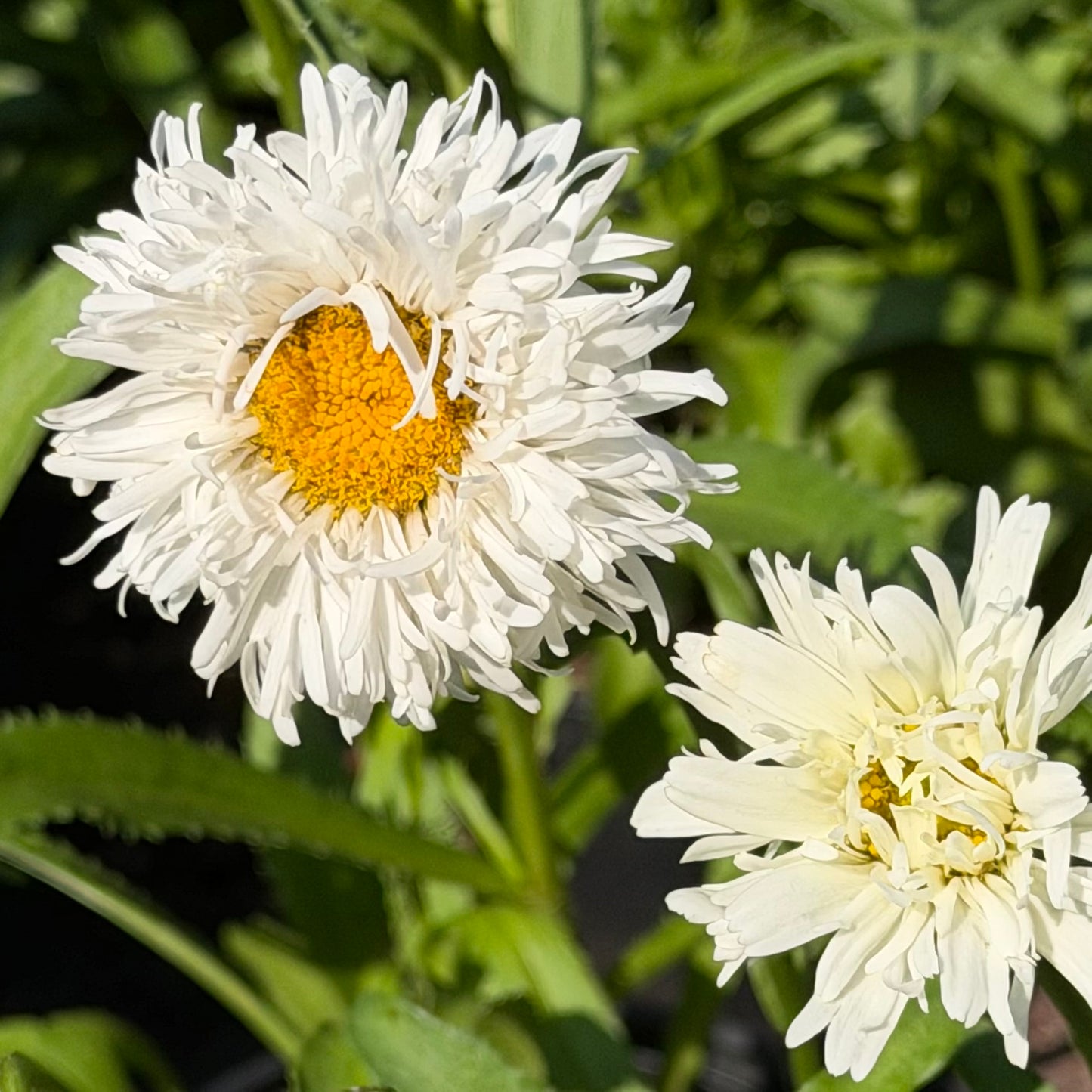 Two white daisy-like flowers with yellow centers growing among green leaves in a garden setting.