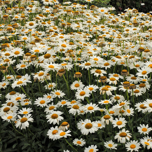 Leucanthemum x superbum 'Becky' (Shasta Daisy)